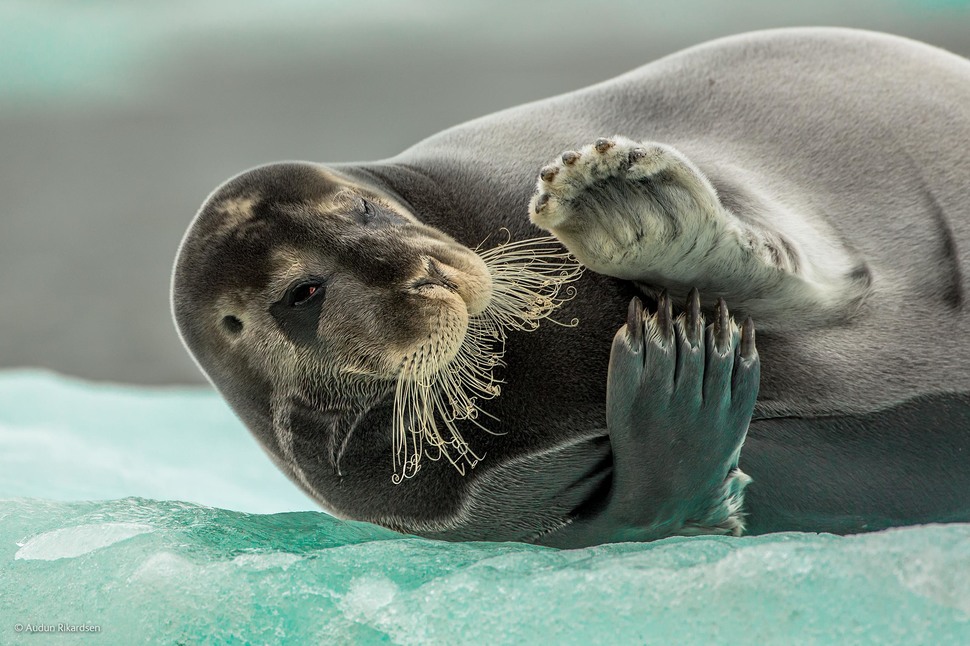 「撩人的髯海豹(Bearded Seal)」 (摄影： Audun Rikardsen)