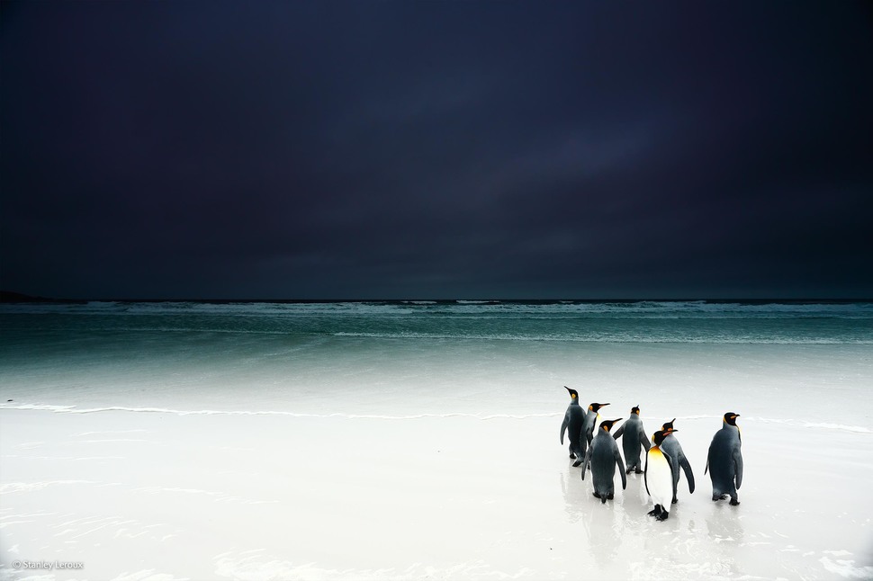「走向黑暗的国王企鹅」 (摄影： Stanley Leroux)