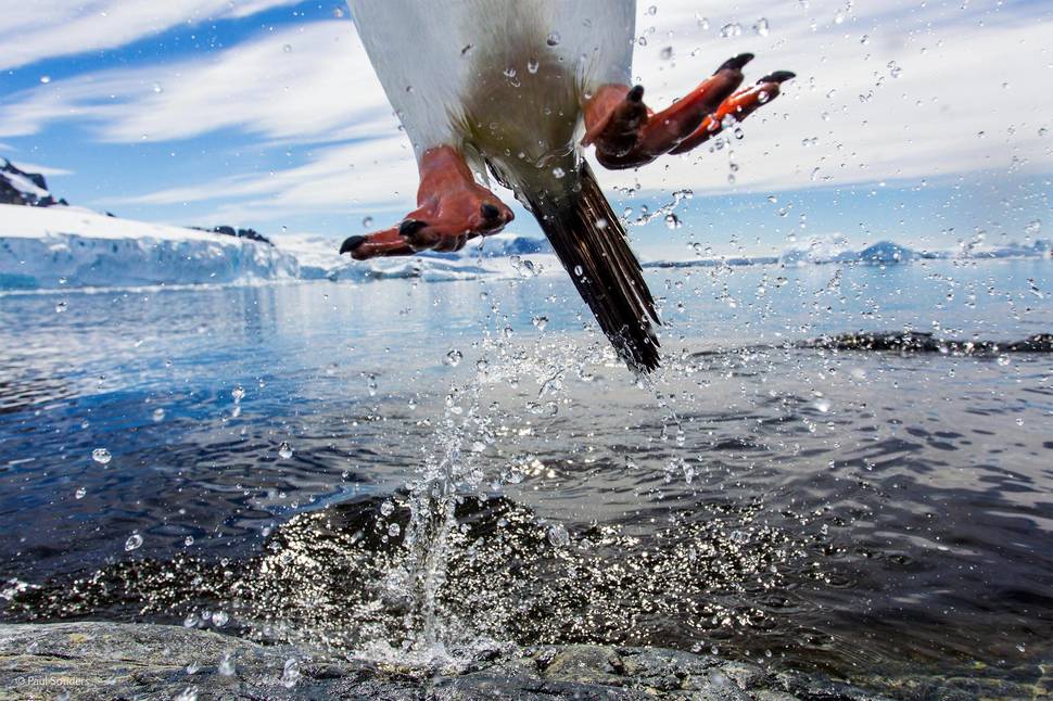 「跳跃的巴布亚企鹅」(摄影： Paul Souders)