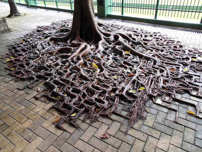 樹根依附著人行道生長，變成了另一種美。