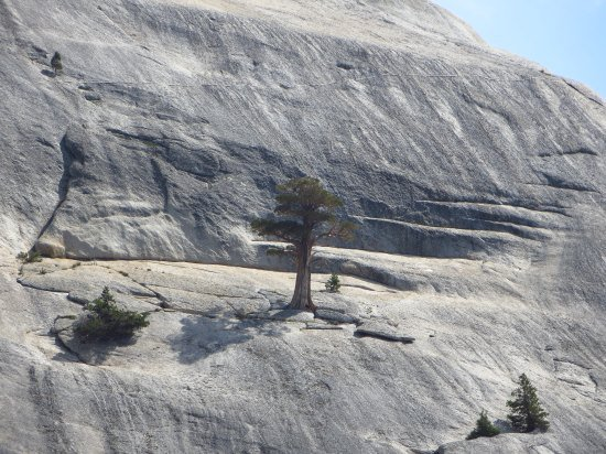 突破岩石表面長出了樹。