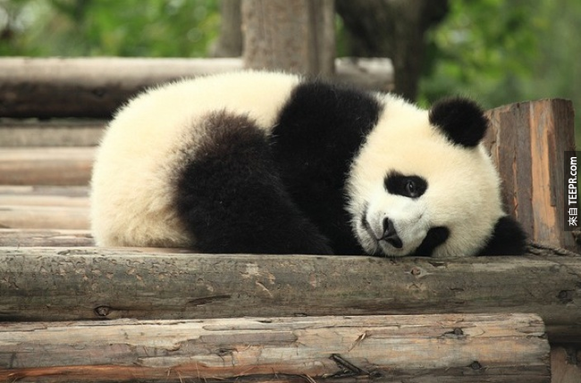 中国成都大熊猫繁育研究基地的一只熊猫「爱浜」有了怀孕的迹象，保育员马上以准妈妈规格来礼遇她，那就是有自己独立的冷气房间、24小时的照顾、额外的食物。
