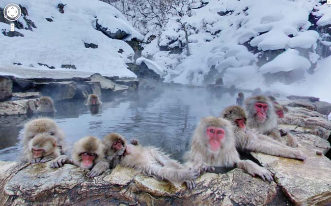 25. 在日本雪地泡温泉的猴子们。