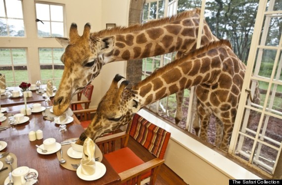 8.) 长颈鹿庄园 (Giraffe Manor) - 肯亚
