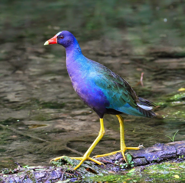 16.) 紫青水鸡（ Purple Gallinule ）