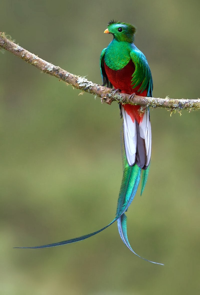 13.) 辉绿咬鹃（ Resplendent Quetzal ）