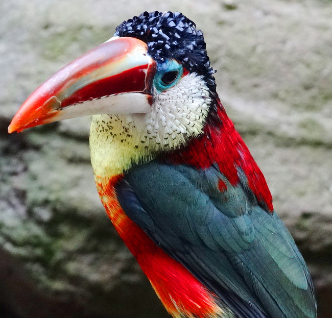 6.) 曲冠簇舌巨嘴鸟（ Curl-Crested Aracari ）
