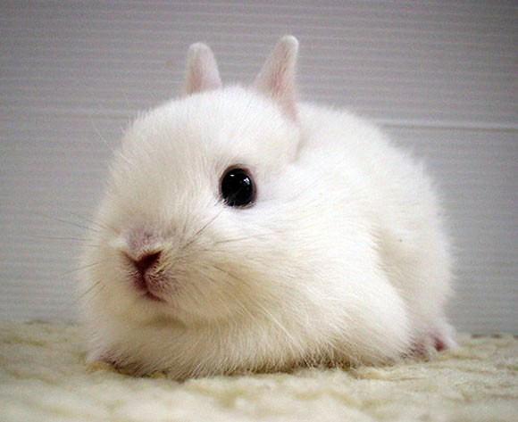 13.) Because of course we included a rabbit. Did you doubt us?