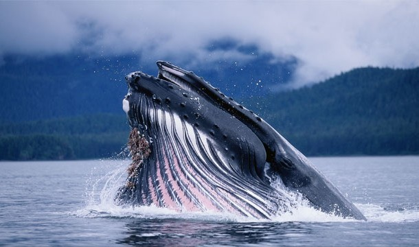 4. 蓝鲸有全世界最大的心脏，超过680公斤。