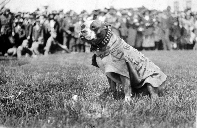 6. Stubby是在一次世界大战(WWI)中获得军阶的狗狗，他无数次地让军团免于芥子毒气、间谍的侵扰，他也会安慰伤患。