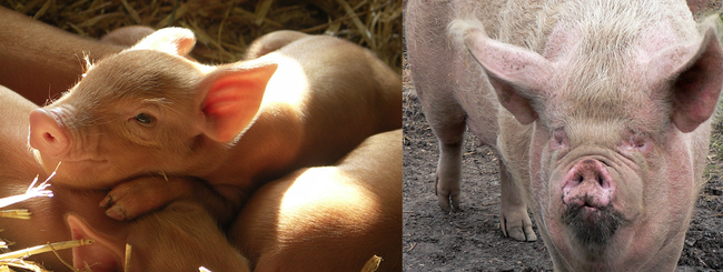 1.) Pigs are <em>slightly</em> less babe-ly when they get older.