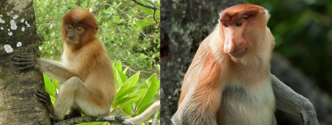 9. 長鼻猴(Proboscis Monkey)小時候可以這麼無辜，長大為什麼這麼尖酸刻薄呢？一定是鼻子害的！