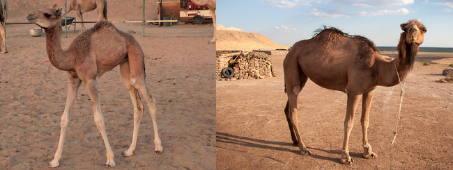 2. 骆驼小时候就像小路斑比一样轻盈，但老了就很「骆驼」！