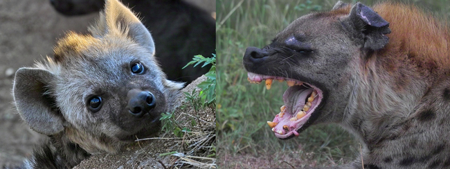 5. 鬣狗(Hyenas)小時候一臉天真無邪，但長大卻一臉兇殘啊！