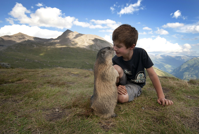 他们会相聚在土拨鼠的家，澳洲的高地陶恩山脉国家公园(Hohe Tauern National Park)。
