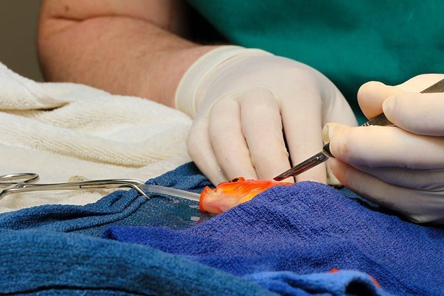 上周，在澳洲奥尔本(Melbourne)的一间动物医院，一条名为乔治(George)的金鱼，经历了一场45分钟的手术，移除了他体内一个危及生命的肿瘤。 