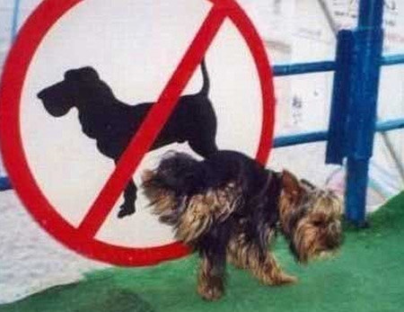 13. 你的狗狗會很厚臉皮地在被禁止的地方，做被禁止的事情...