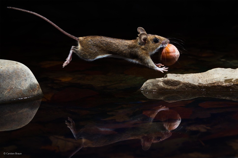 「黄颈鼠」(摄影： Carsten Braun)