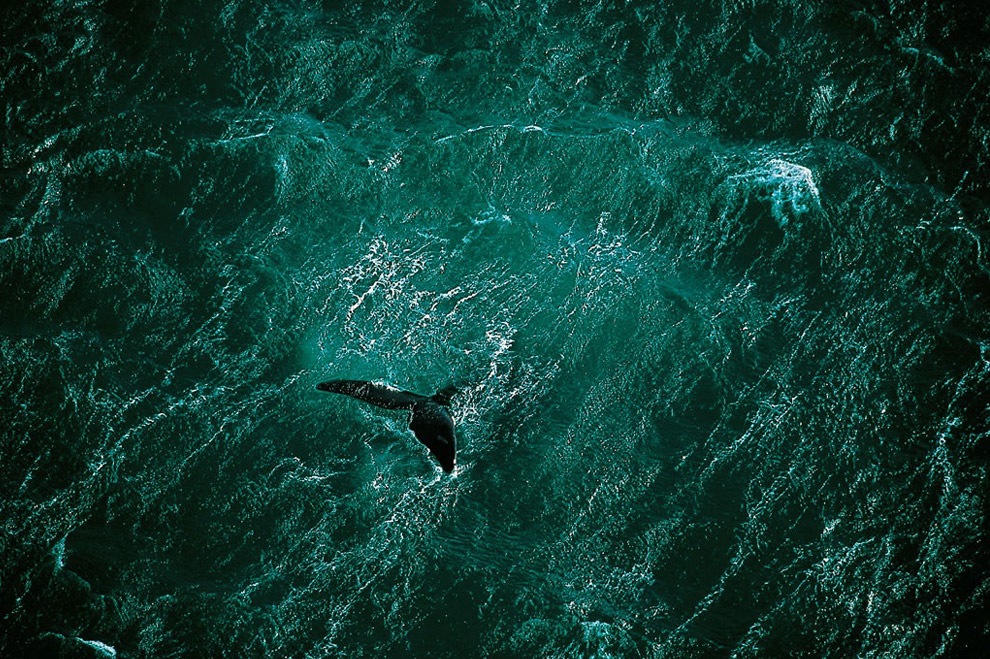 28. 一只在阿根廷(Argentina)瓦尔德斯半岛(Valdes peninsula)外海游泳的鲸鱼。