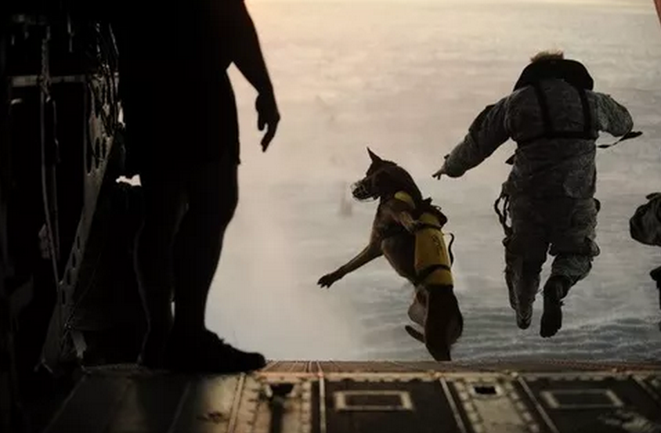 13. 美國士兵和特種部隊軍用犬Pronto，在水中訓練時，從直升機跳下來。