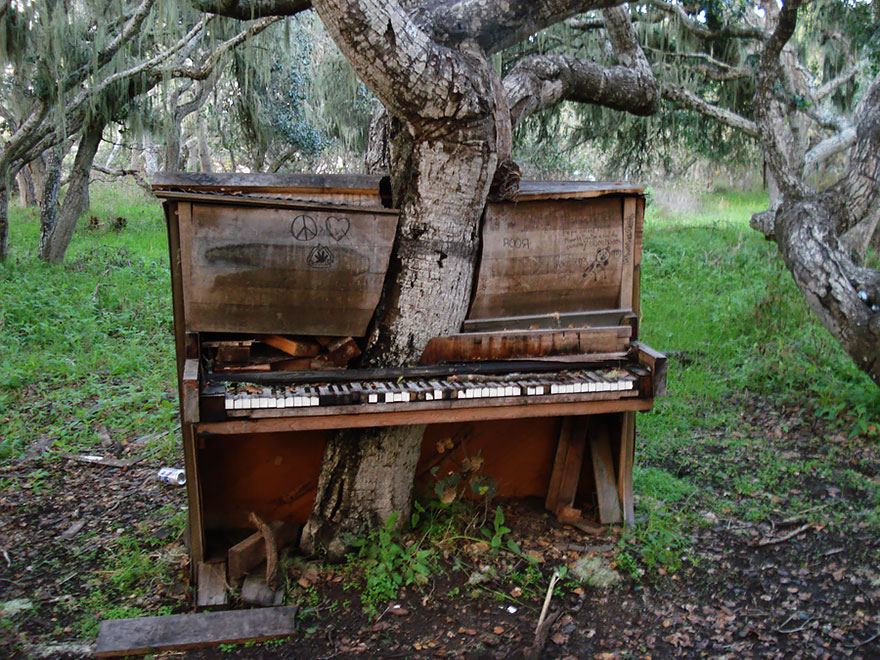 老钢琴和树合而为一，加州。