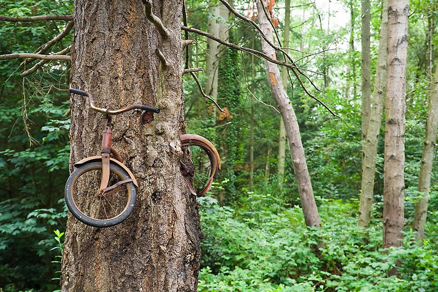 被树吃掉的脚踏车，华盛顿瓦雄岛(Vashon Island, Washington)