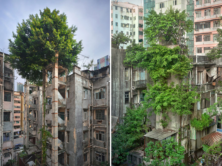 战胜水泥的树，香港。