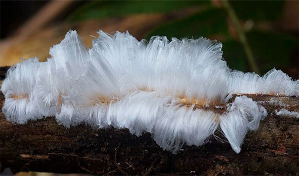 16. 像头发的冰：细菌引起了这个现象，让水份从植物中跑中来，而在寒冷的环境结冻。