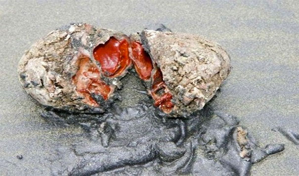 25. 活着的石头：智利这个看似石头的生物，其实是叫做「钢纤海鞘」的一种生物。