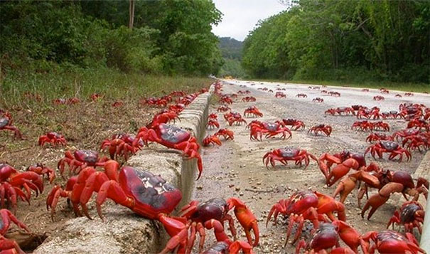 12. 螃蟹遷徙：超過1億2,000萬隻的紅螃蟹，會爬向聖誕島(Christmas Island)。<BR><BR>