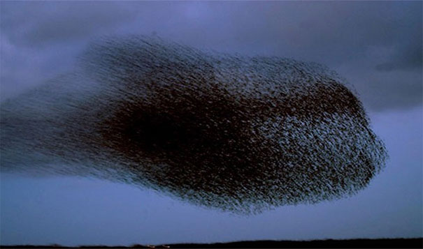 10. 黑色的太阳：每一年在丹麦(Denmark)的春天的都可以看到欧洲椋鸟的集体迁徙。