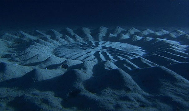 23. 水底的麥田圈：在日本，公河豚會做出這樣的形狀作為求偶的儀式。<BR><BR>