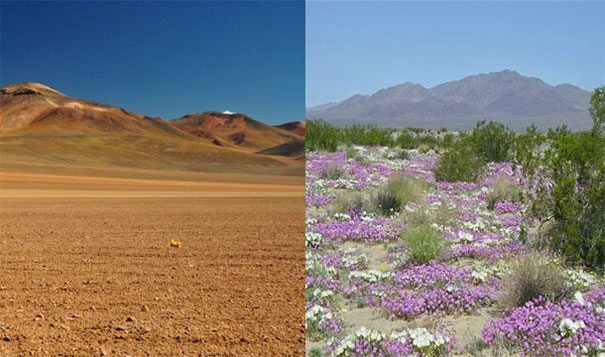 8. 花朵沙漠：智利(Chile)的沙漠会在大雨后开出鲜花。