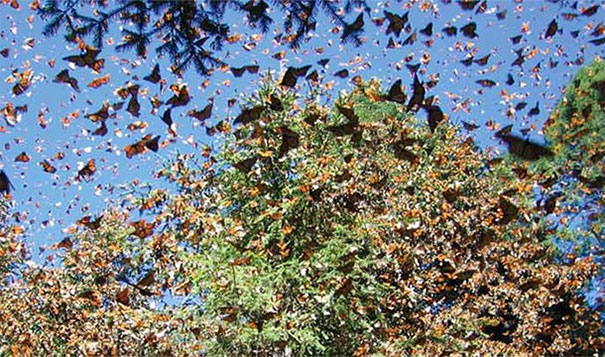 6. 帝王斑蝶(Monarch Butterfly)遷徙：蝴蝶們會以驚人的數量飛過美國和墨西哥。<BR><BR>