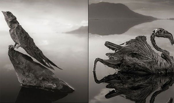 21. 鈣化湖：納特龍湖(Lake Natron)會將動物的屍體鈣化成木乃伊。