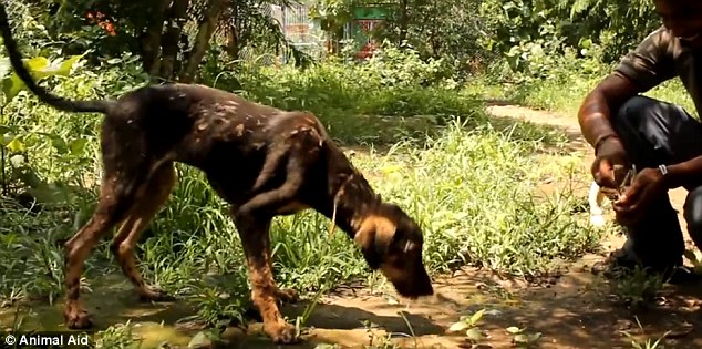 Friendly: The dog wags its tail as it is fed snacks in a lush garden. Every year the team rescues thousands of hurt and sick animals and provide sanctuary to those who need life-long care