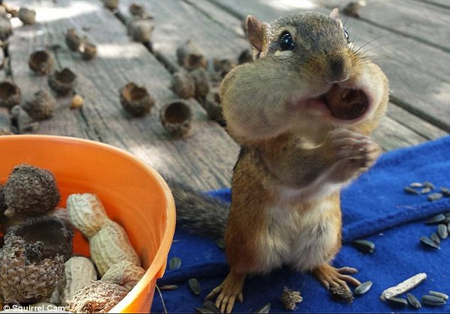 Oh nuts! Furry little creatures have become the stars of their own reality TV show thanks to Squirrel Cam