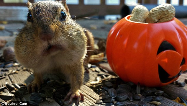 Trick or treat! Sly squirrels will often pretend to bury food to deceive onlookers before hiding their real stash elsewhere 