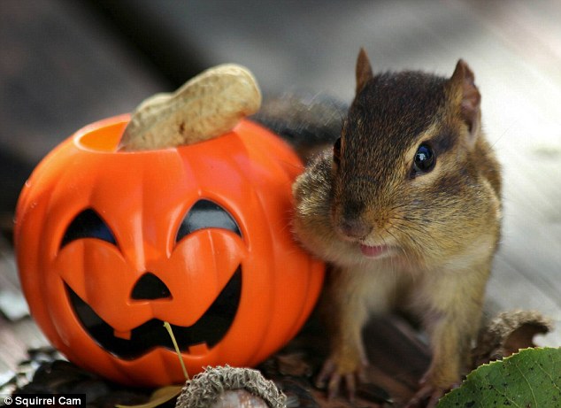 Halloween: October is the prime time for these fuzzy creatures to stock up before the weather takes a turn for the worst 