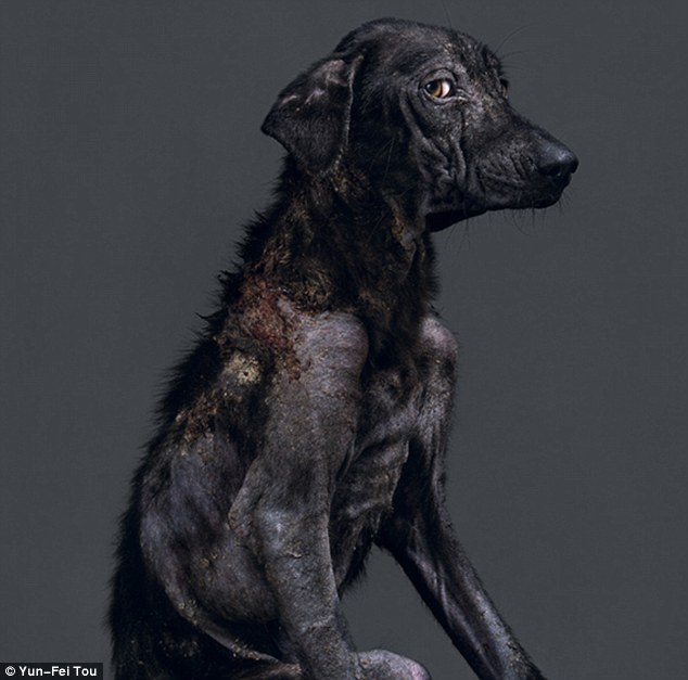 這隻皮膚破碎的狗狗，在1小時又15分鐘就死了。
