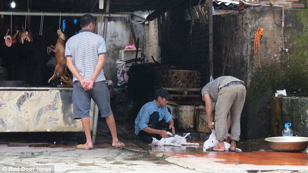 寵物狗被偷走、賣掉、走私跨越其他省份。南到胡志明市 (Ho Chi Minh City) 一路到首都河內市，狗肉都是最流行且價格最好的。