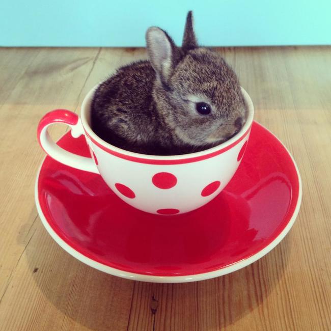 喝一杯小兔子吧？