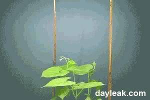 3. 豆茎是怎么生长的：