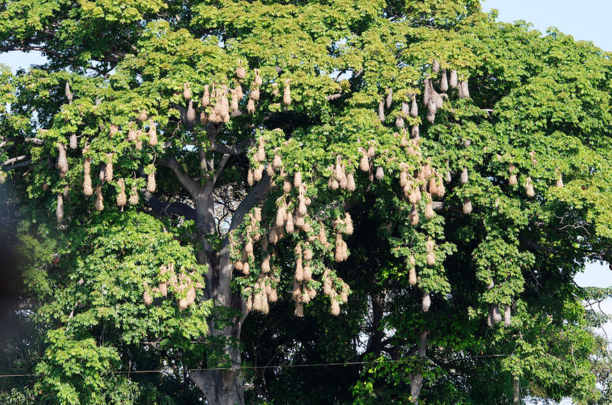 褐色擬椋鳥 (Montezuma Oropendola)