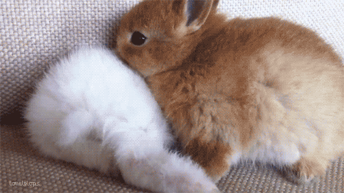 负责保护伙伴睡觉的小兔子！