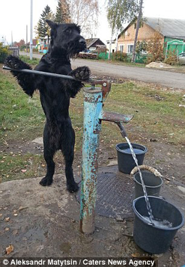 他的主人Aleksandr Matytsin说打水是这只狗狗最爱的工作。