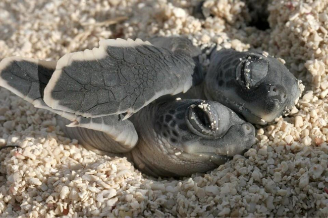相互依偎的小海龜。