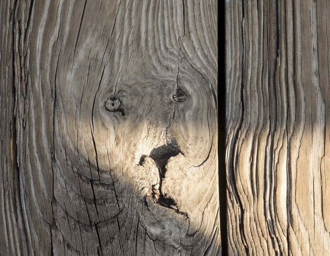 11.) 這是一隻被封印在木頭裡的獅子吧？表情真委屈。