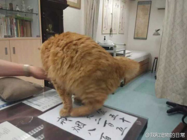 這隻胖胖貓非常樂意幫助來看診的病人紓壓。