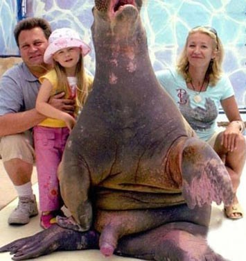 21. 甜蜜的家庭照片，海象却...(请自行寻找亮点。)